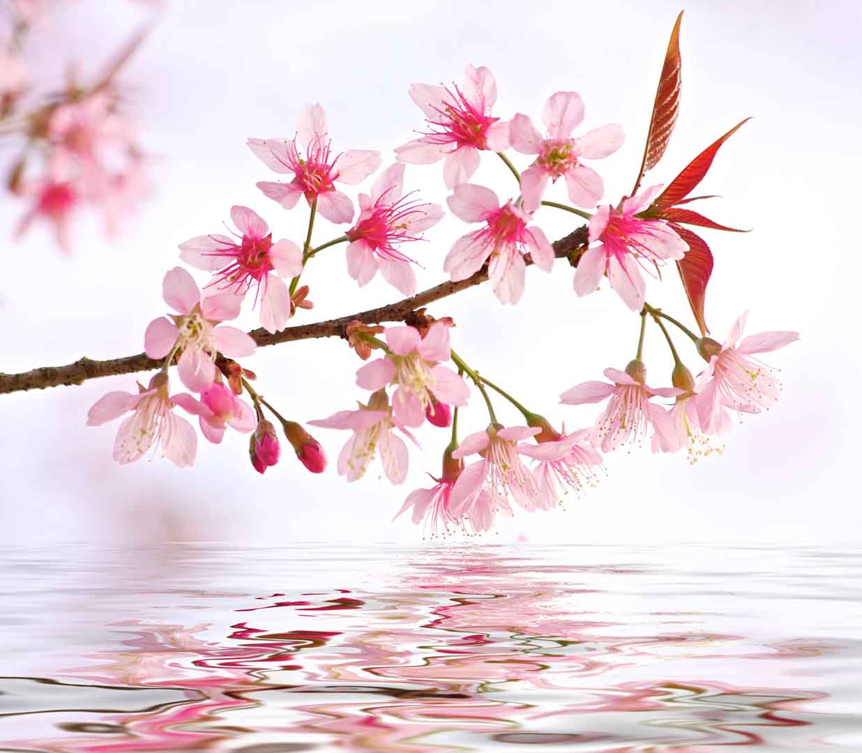VIPcorel.com_10559.jpg