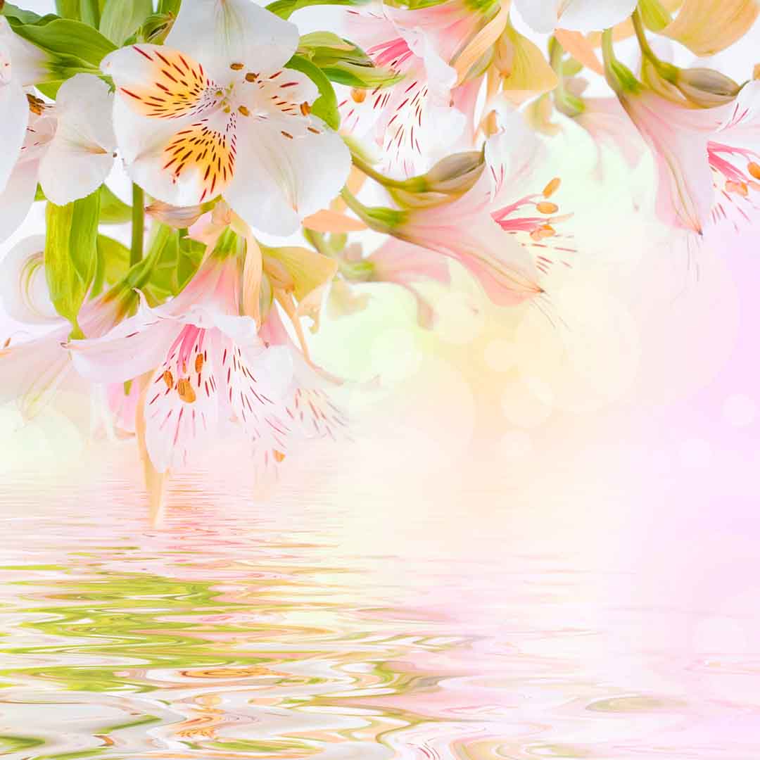 VIPcorel.com_10560.jpg
