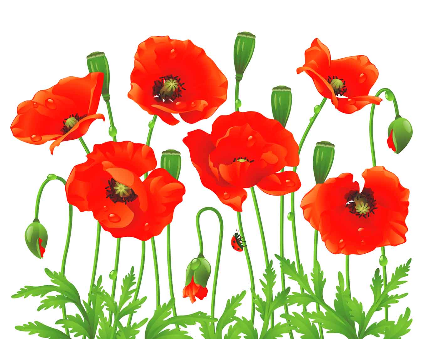 VIPcorel.com_10777.jpg