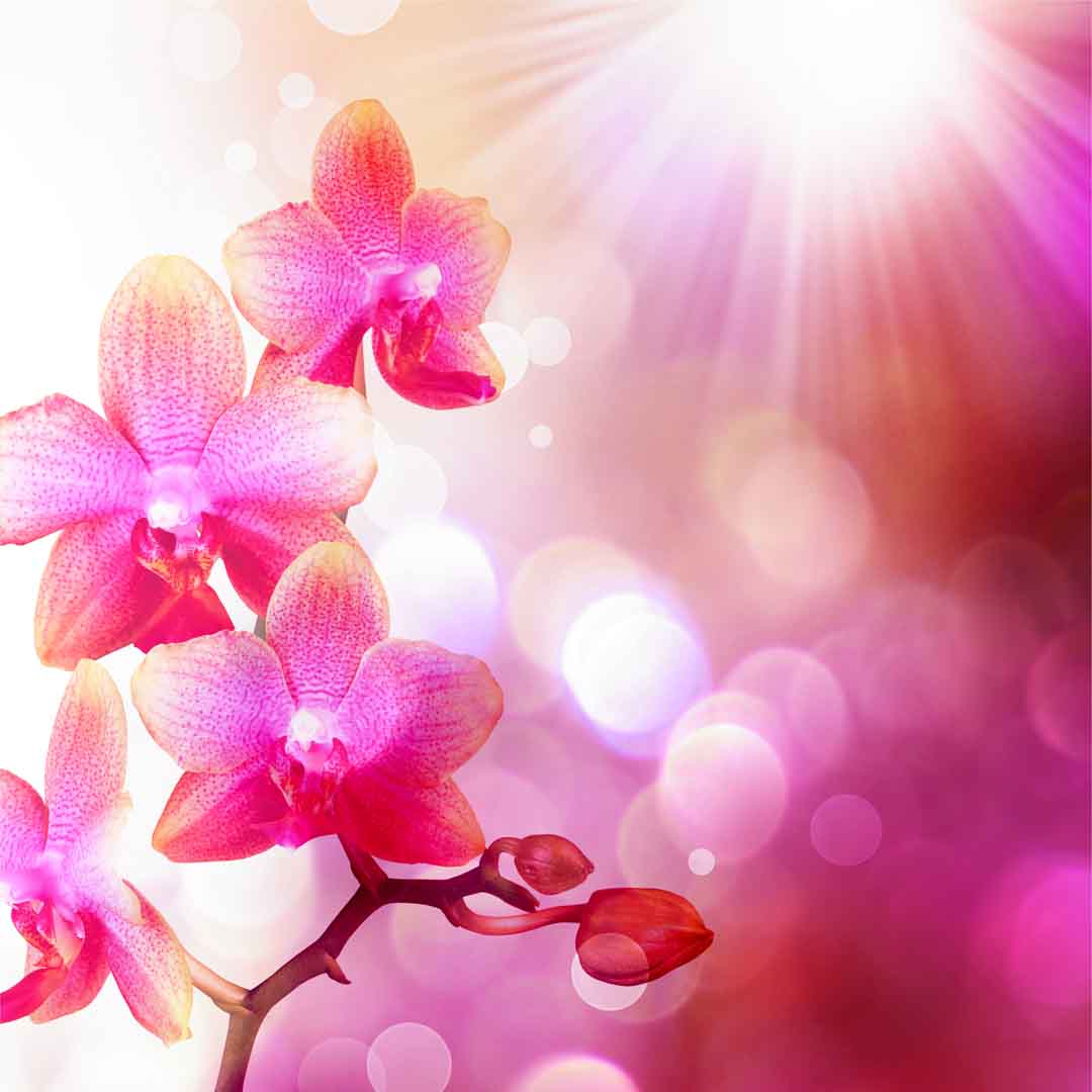 VIPcorel.com_10844.jpg