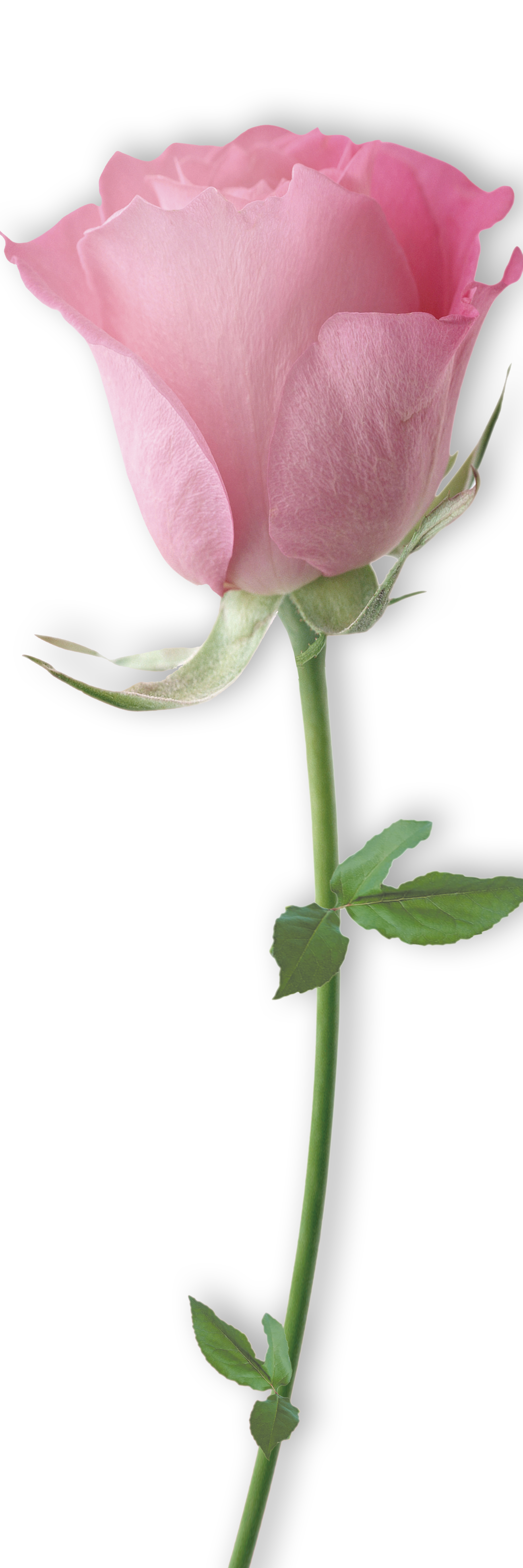 VIPcorel.com_11644a.jpg