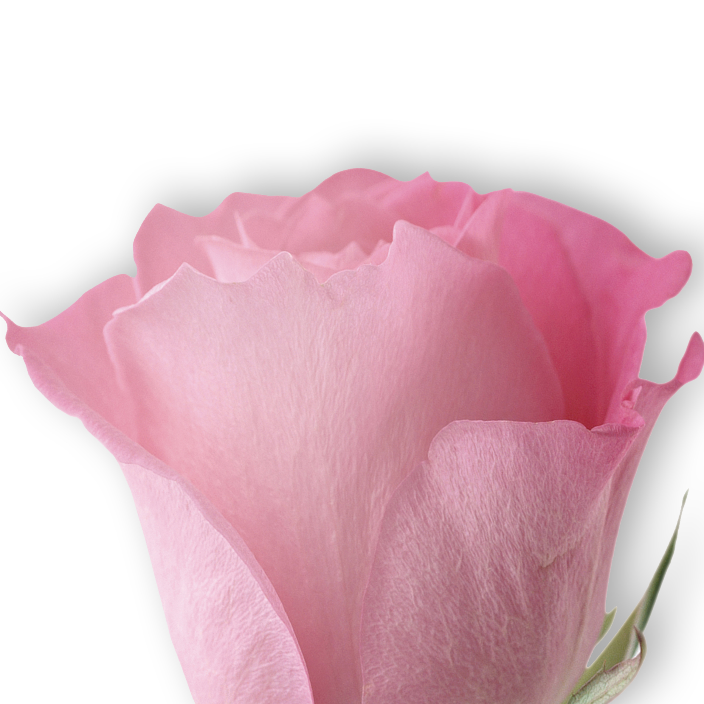 VIPcorel.com_11644b.JPG