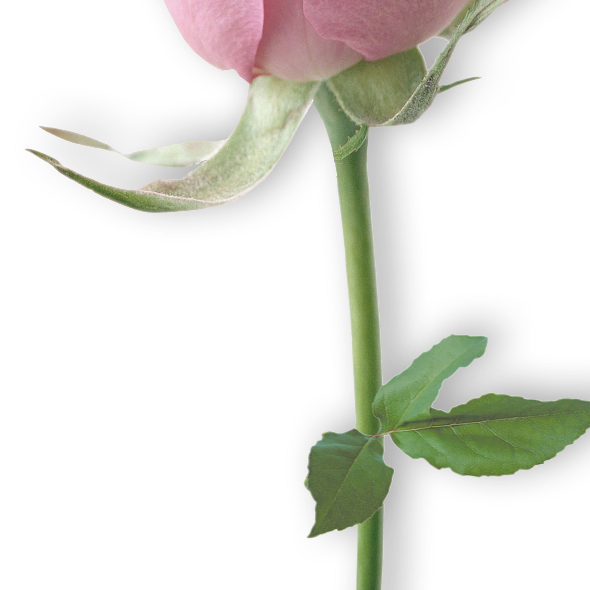 VIPcorel.com_11644c.JPG