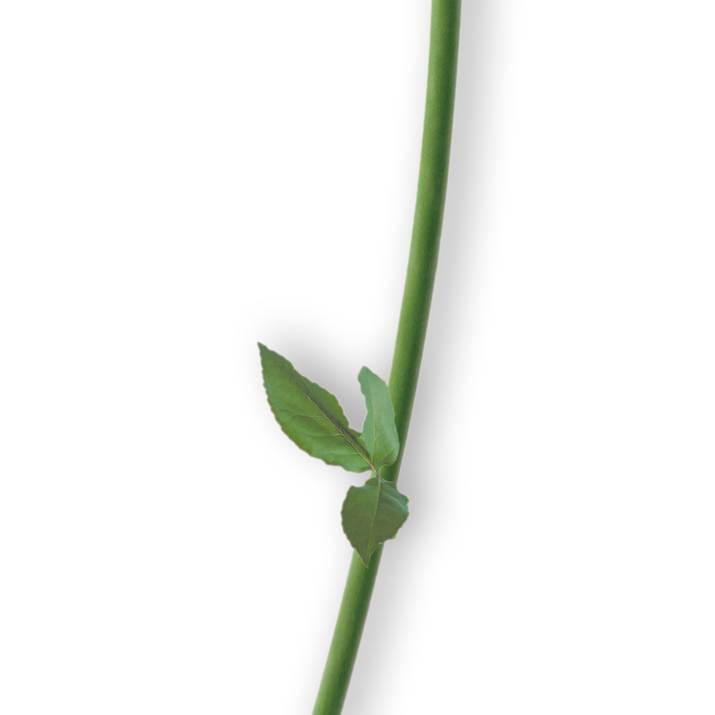 VIPcorel.com_11644d.JPG