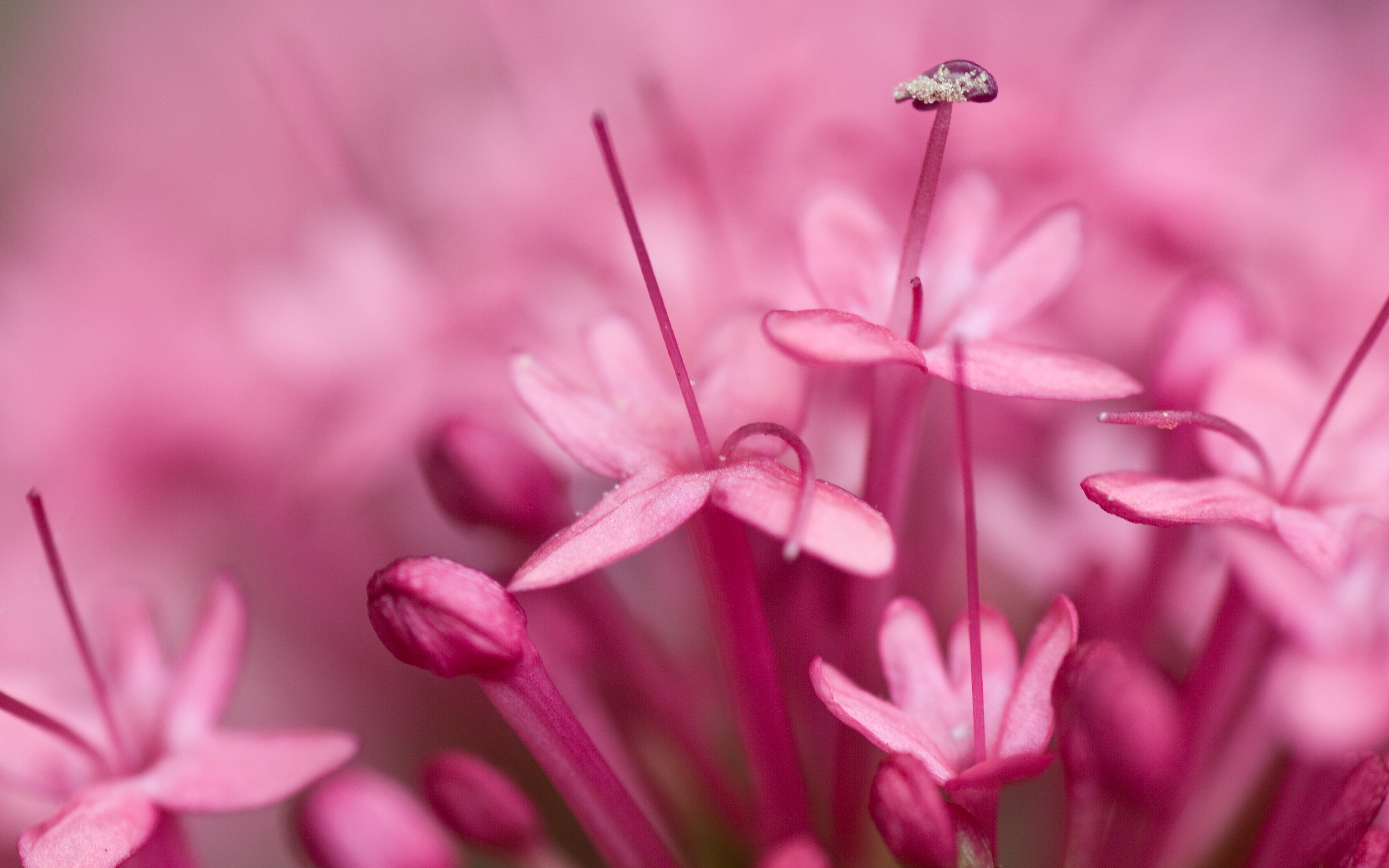VIPcorel.com_11646a.jpg