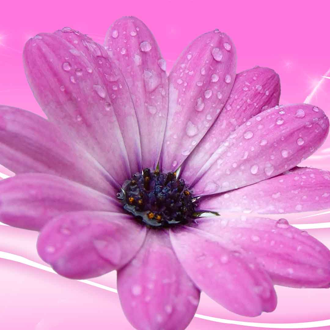 VIPcorel.com_11648c.jpg