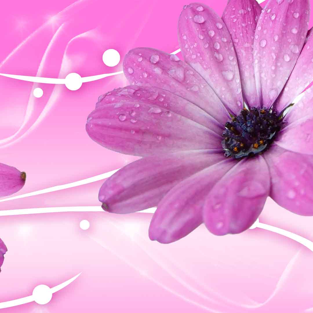 VIPcorel.com_11648d.jpg