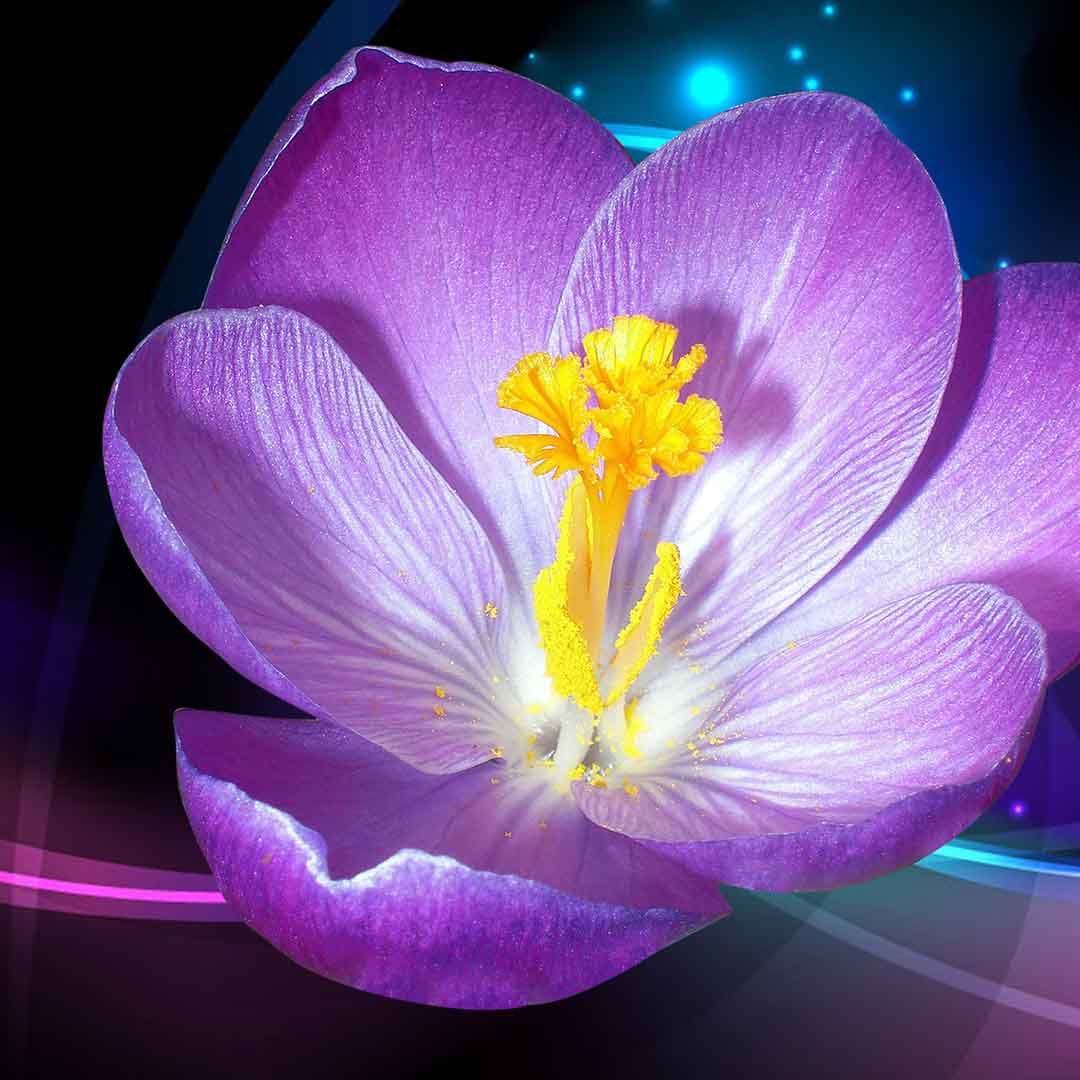 VIPcorel.com_11672b.jpg