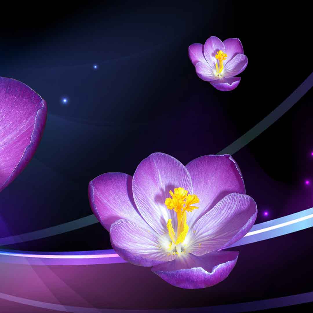 VIPcorel.com_11672c.jpg