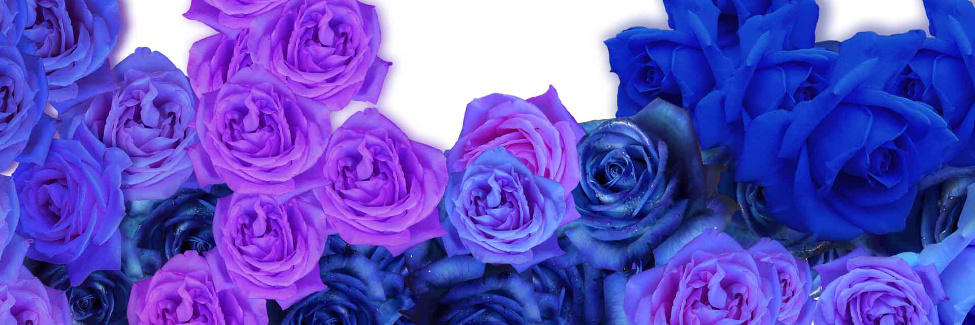 VIPcorel.com_11691a.jpg