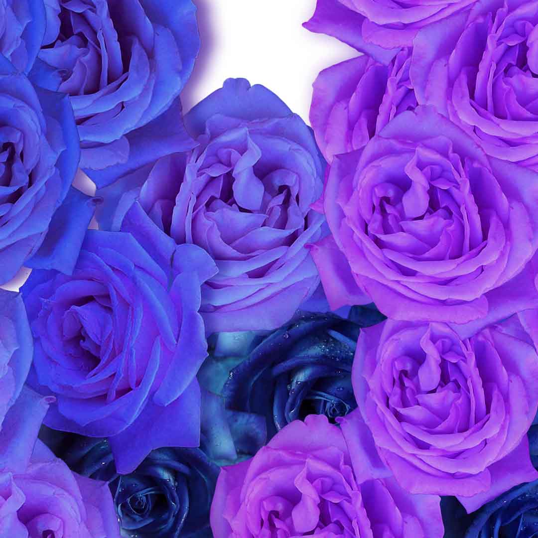 VIPcorel.com_11691b.jpg