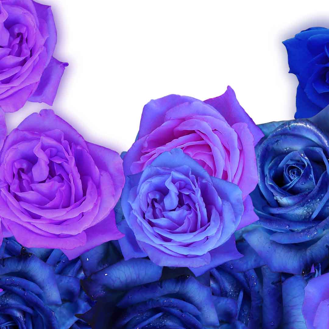 VIPcorel.com_11691c.jpg
