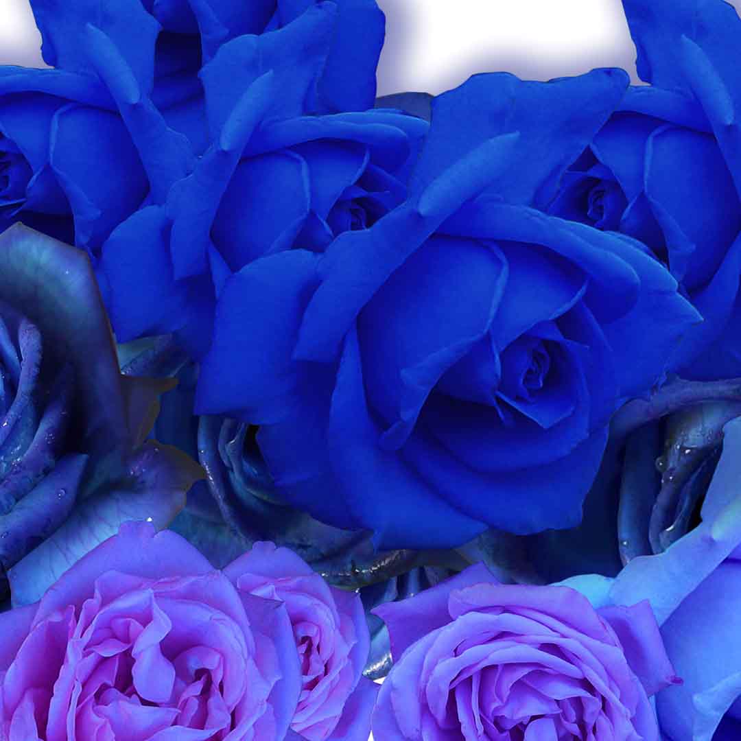 VIPcorel.com_11691d.jpg