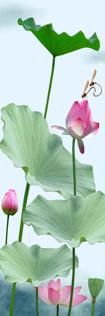 VIPcorel.com_11697a.jpg