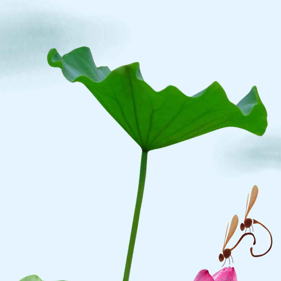 VIPcorel.com_11697b.jpg