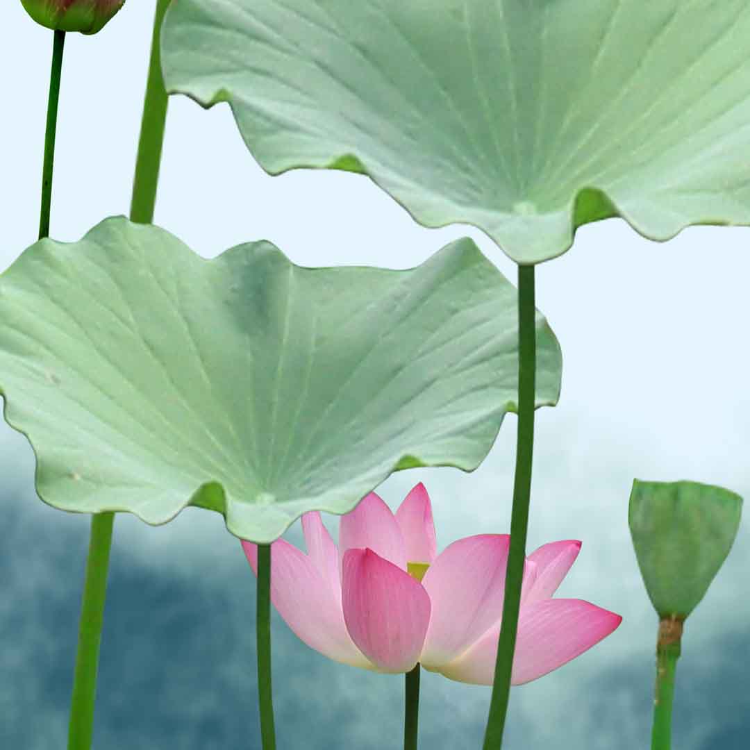 VIPcorel.com_11697d.jpg