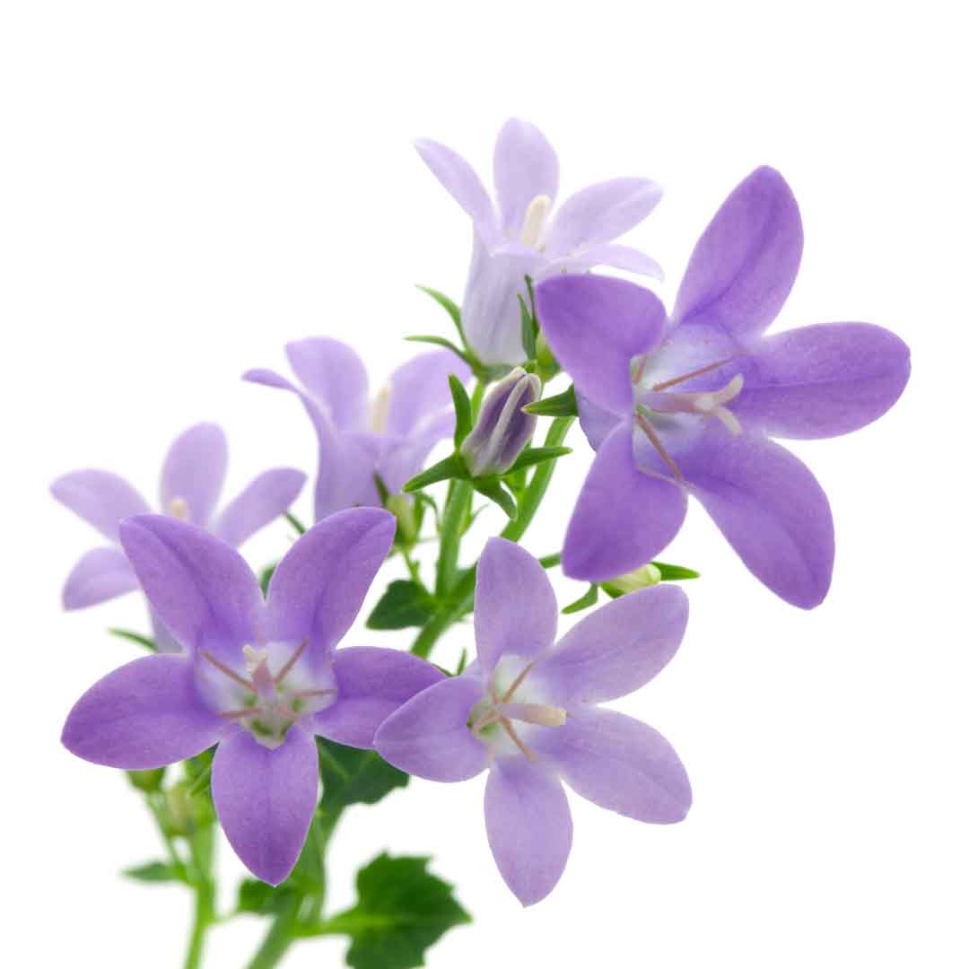 VIPcorel.com_11704b.jpg