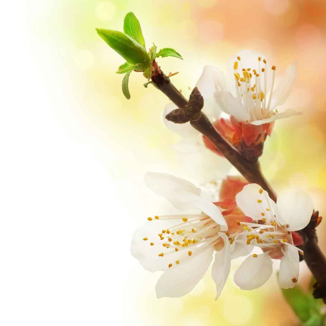 VIPcorel.com_11704c.jpg