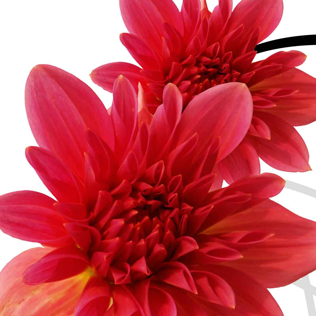 VIPcorel.com_11706b.jpg