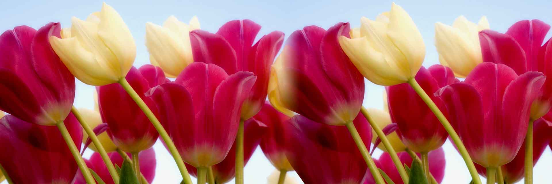 VIPcorel.com_11708a.jpg