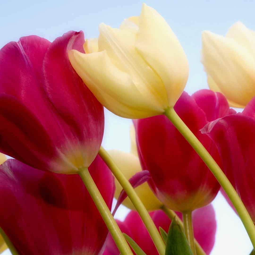 VIPcorel.com_11708b.jpg
