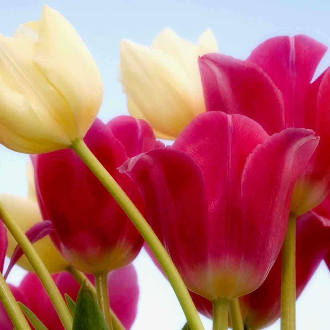 VIPcorel.com_11708d.jpg