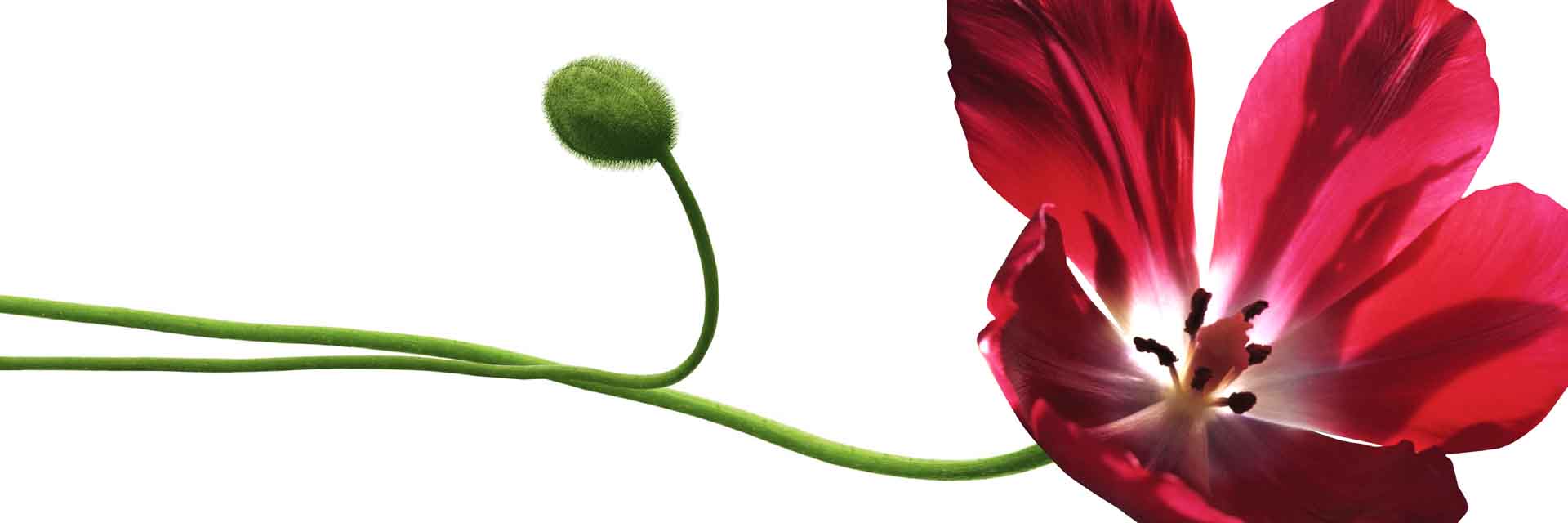 VIPcorel.com_11710a.jpg