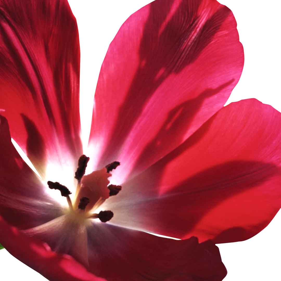 VIPcorel.com_11710d.jpg