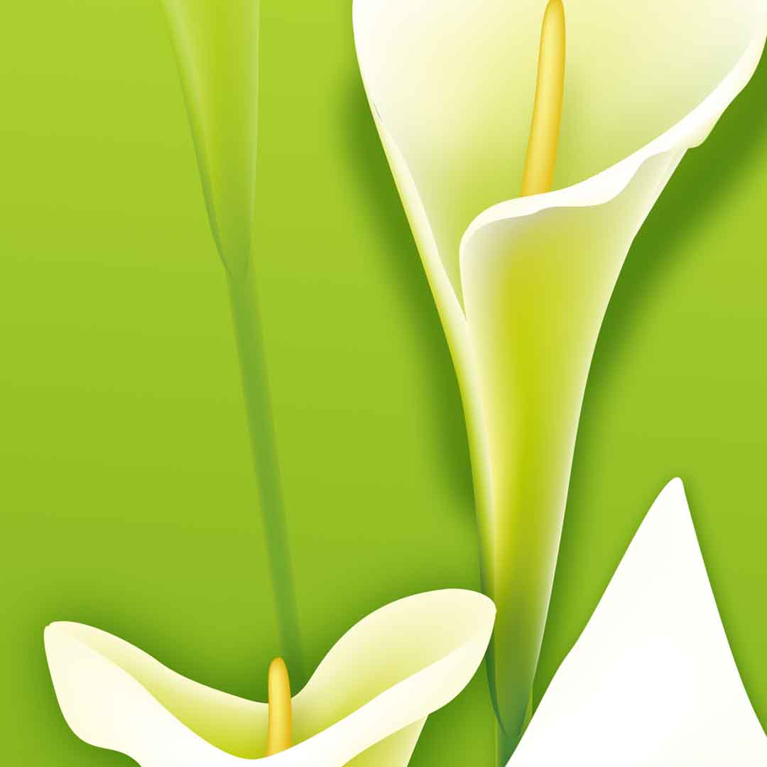 VIPcorel.com_11712c.jpg