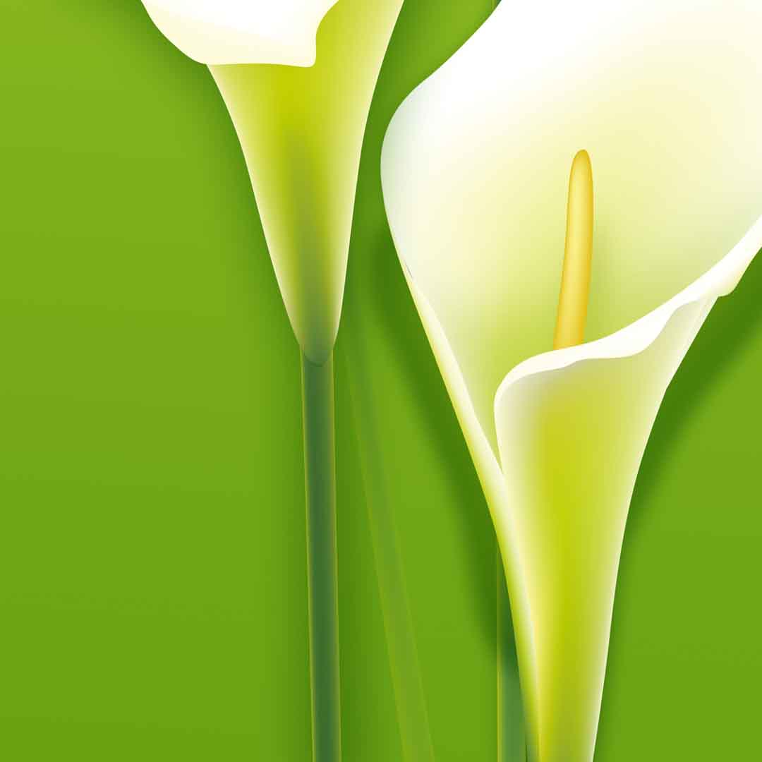 VIPcorel.com_11712d.jpg