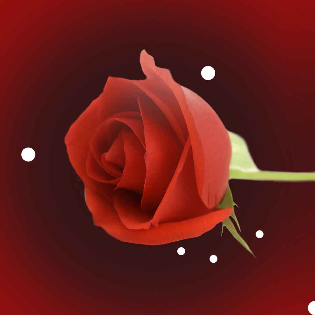 VIPcorel.com_11716b.jpg