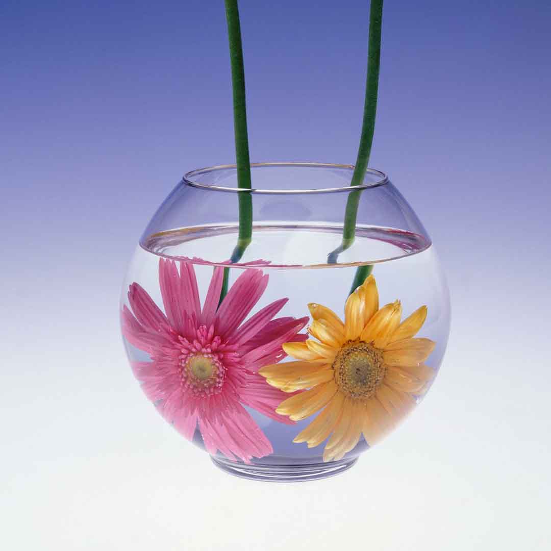 VIPcorel.com_11719a.jpg
