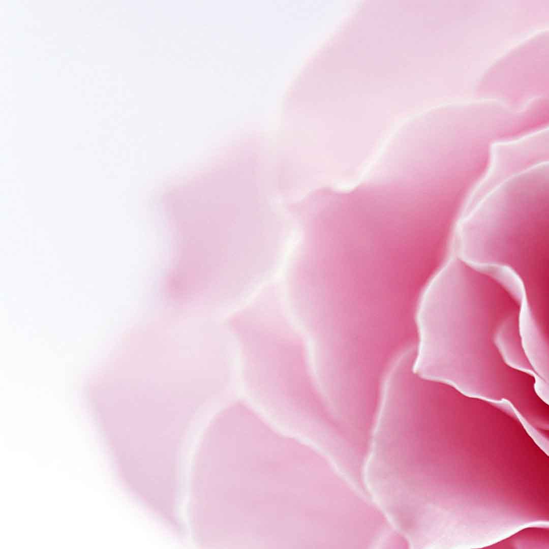 VIPcorel.com_11721b.jpg