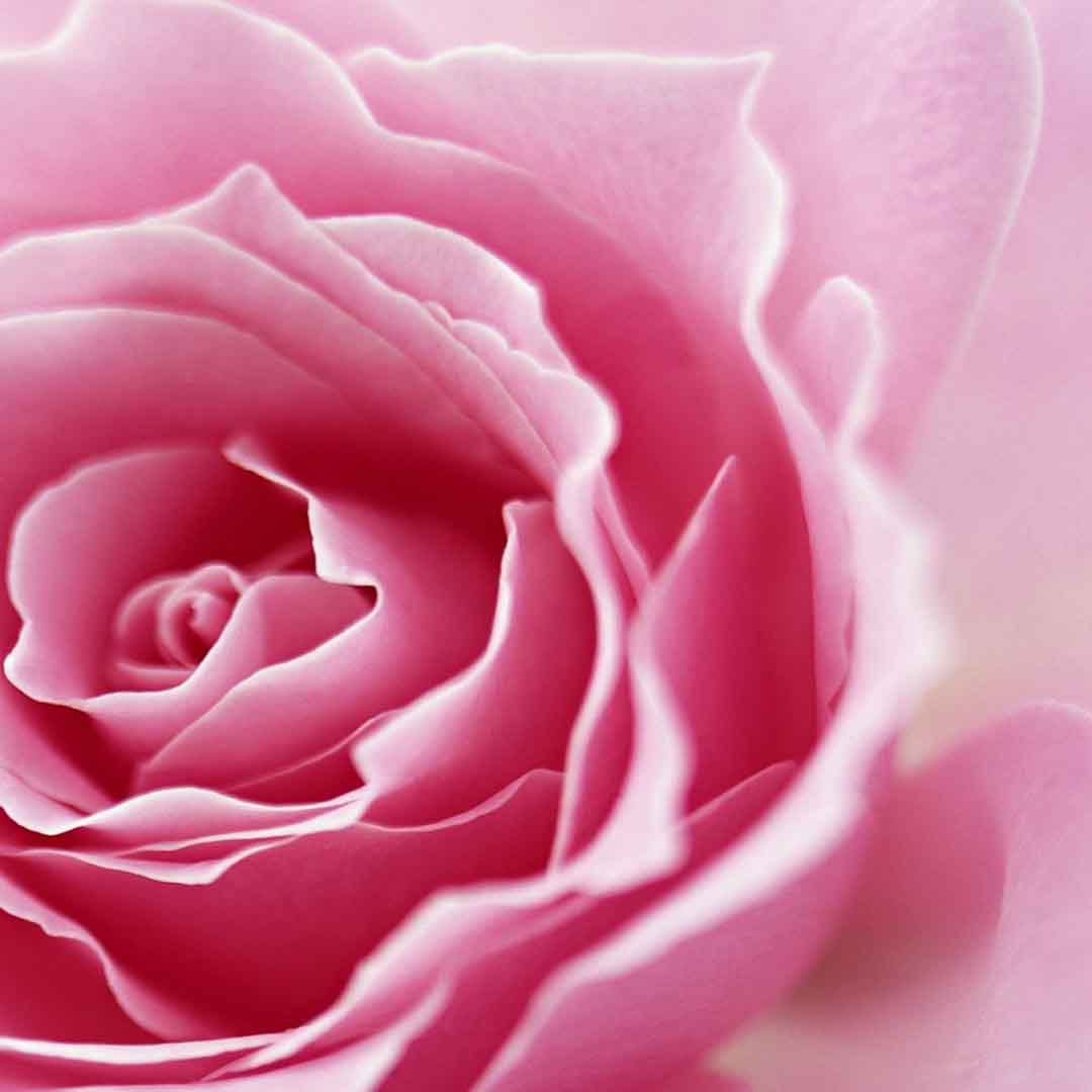 VIPcorel.com_11721c.jpg