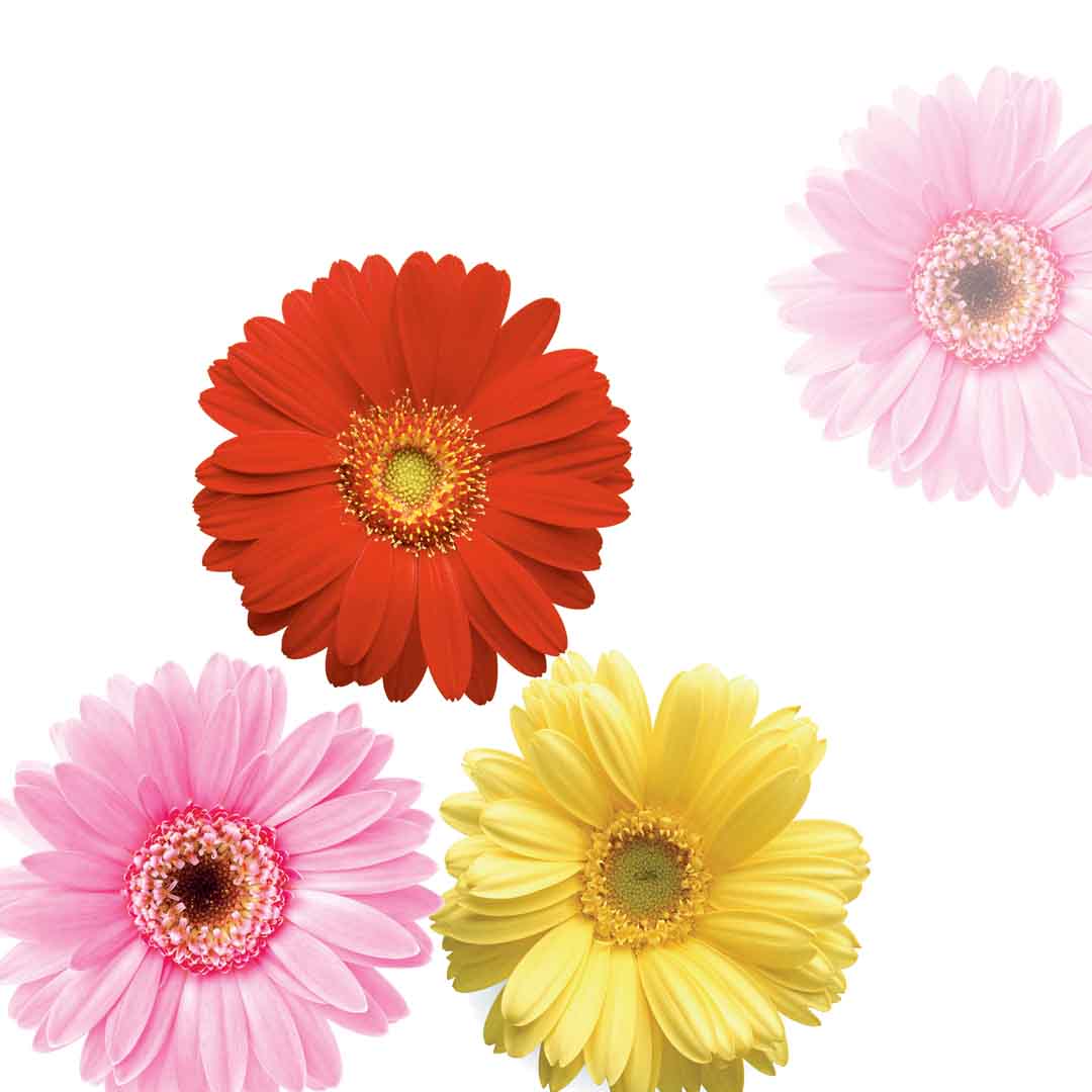 VIPcorel.com_11727b.jpg