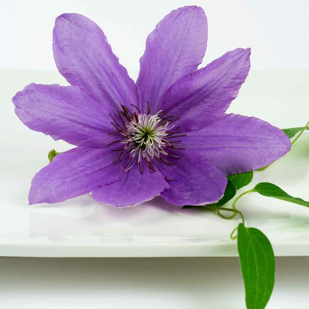 VIPcorel.com_11729b.jpg