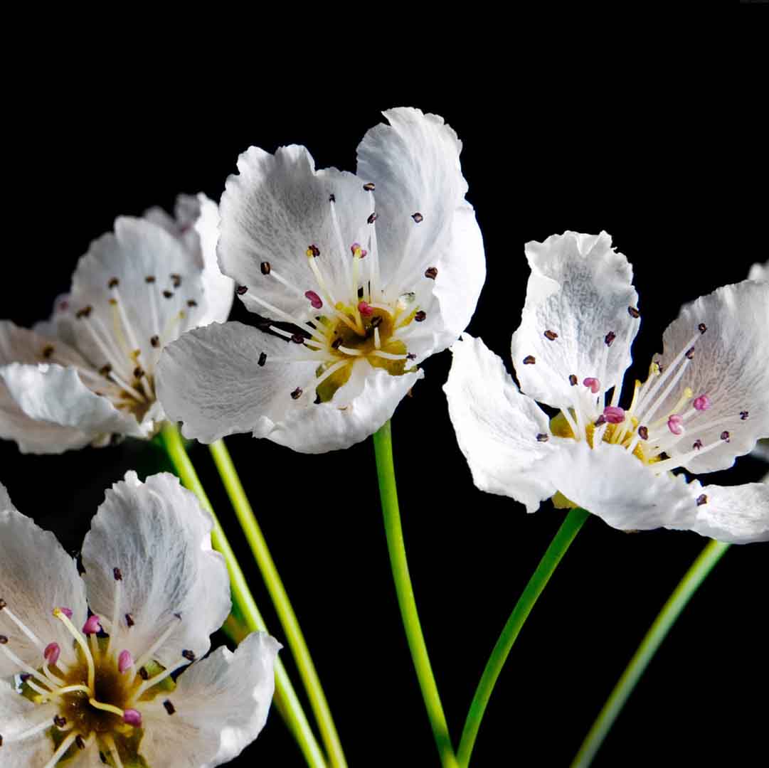 VIPcorel.com_11745e.jpg