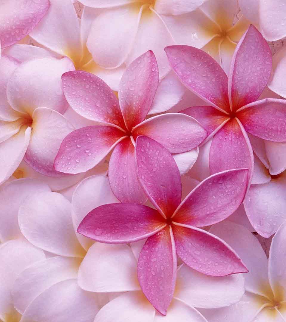 VIPcorel.com_11751a.jpg