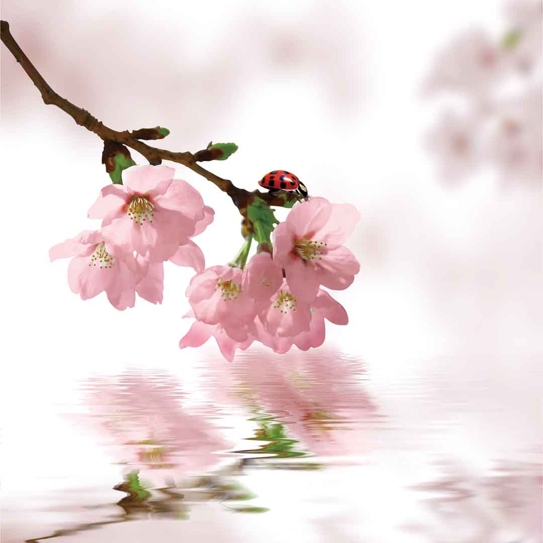 VIPcorel.com_11752b.jpg
