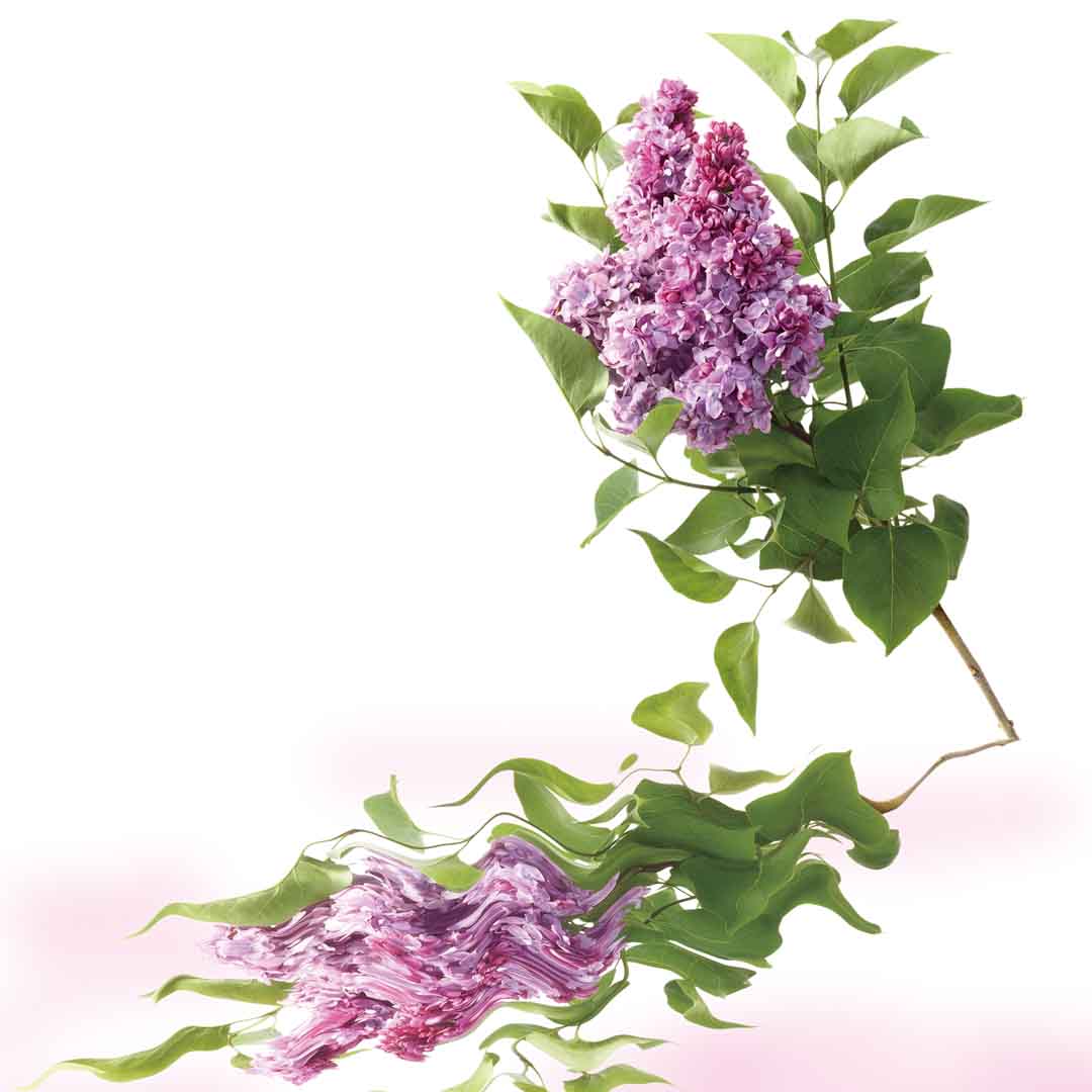 VIPcorel.com_11752c.jpg