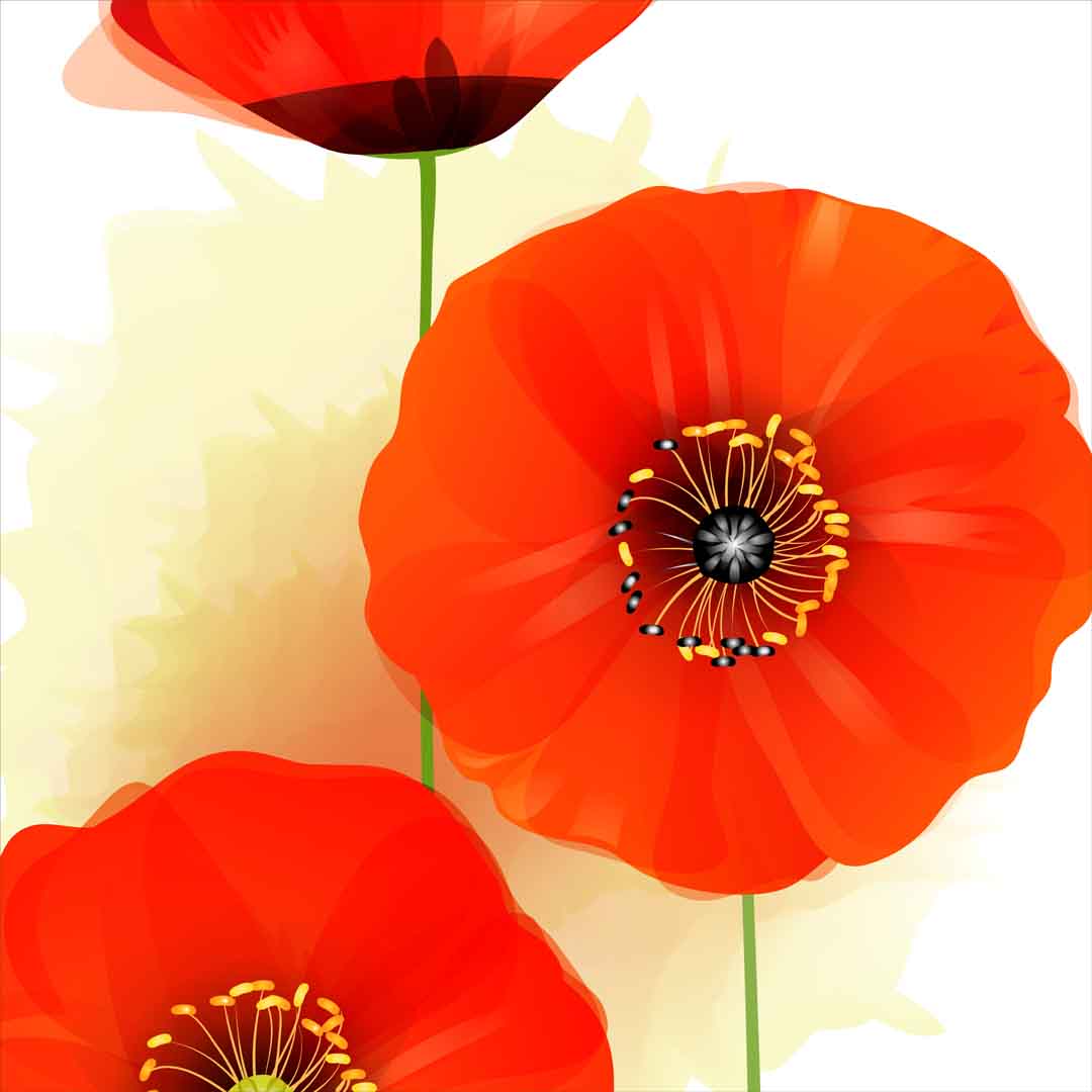 VIPcorel.com_11761b.jpg
