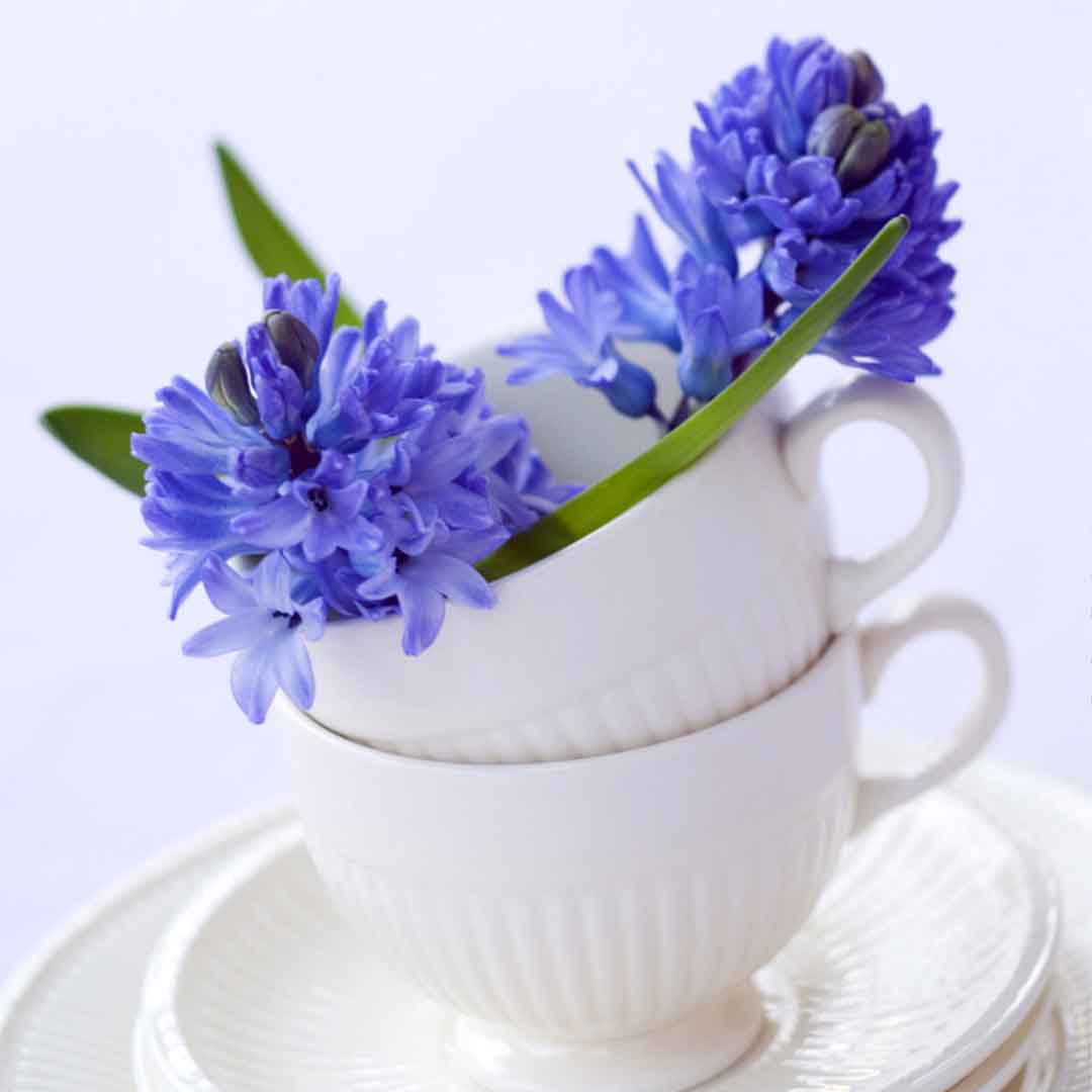 VIPcorel.com_11765a.jpg