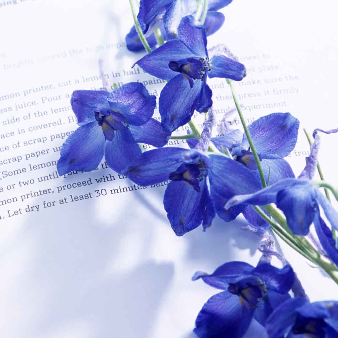 VIPcorel.com_11765b.jpg