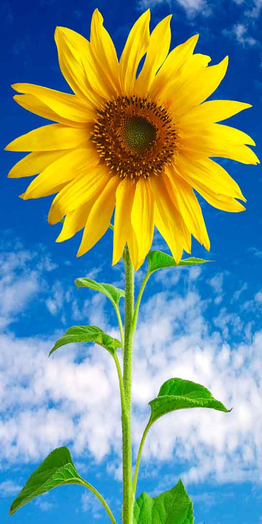 VIPcorel.com_11768a.jpg