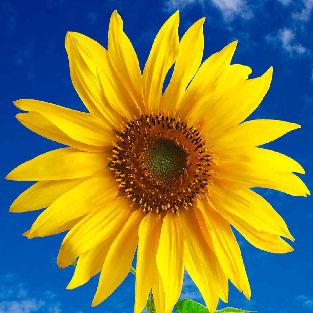 VIPcorel.com_11768b.jpg