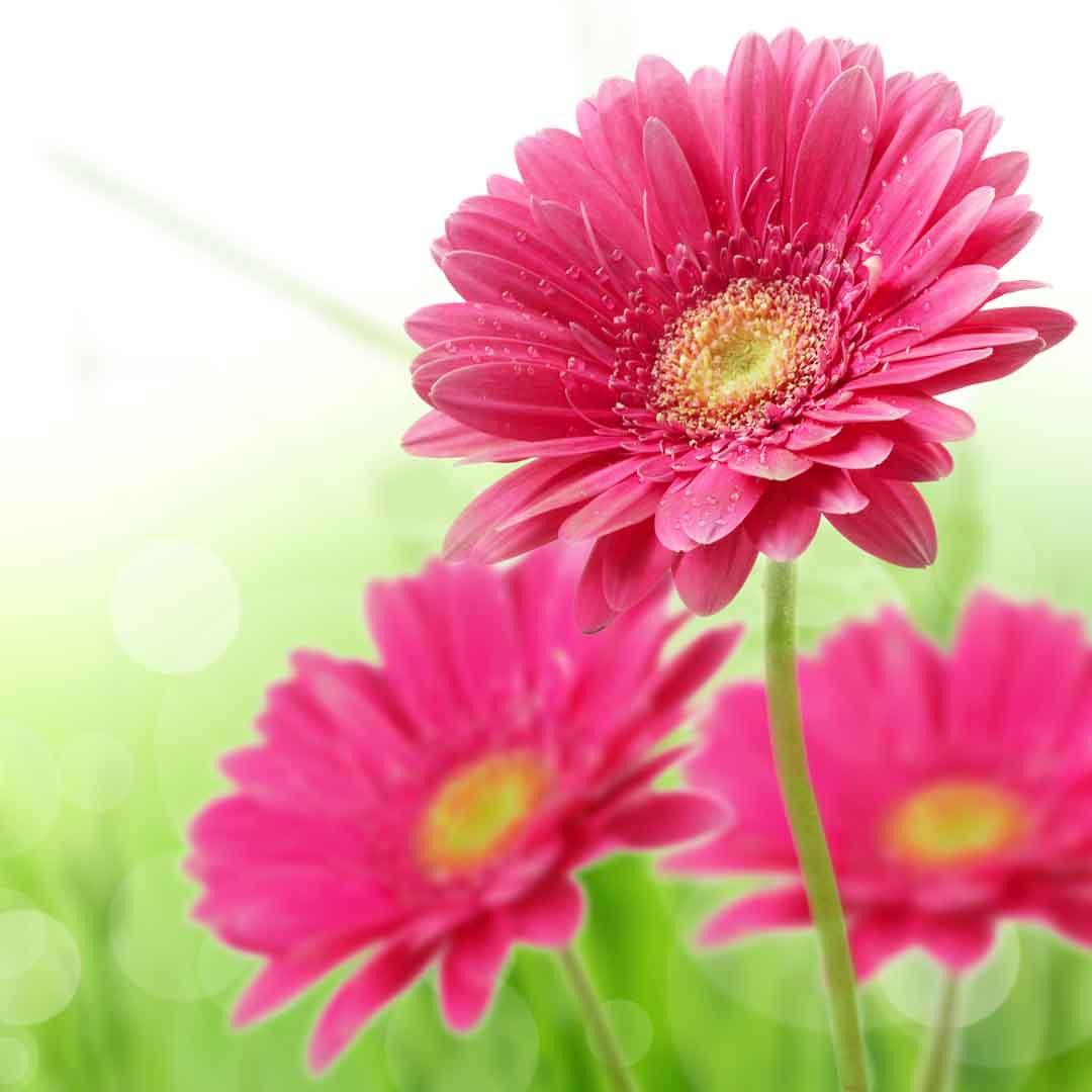 VIPcorel.com_11771b.jpg