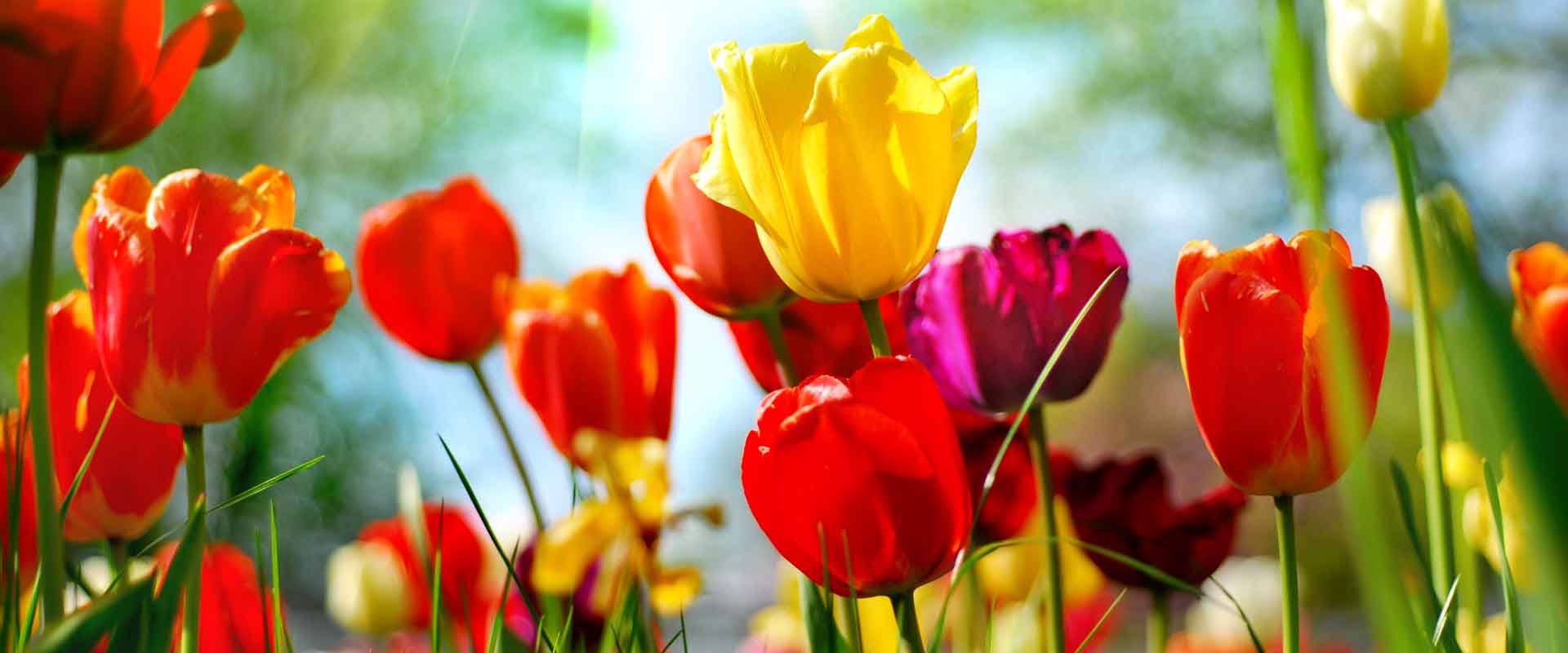 VIPcorel.com_11774a.jpg