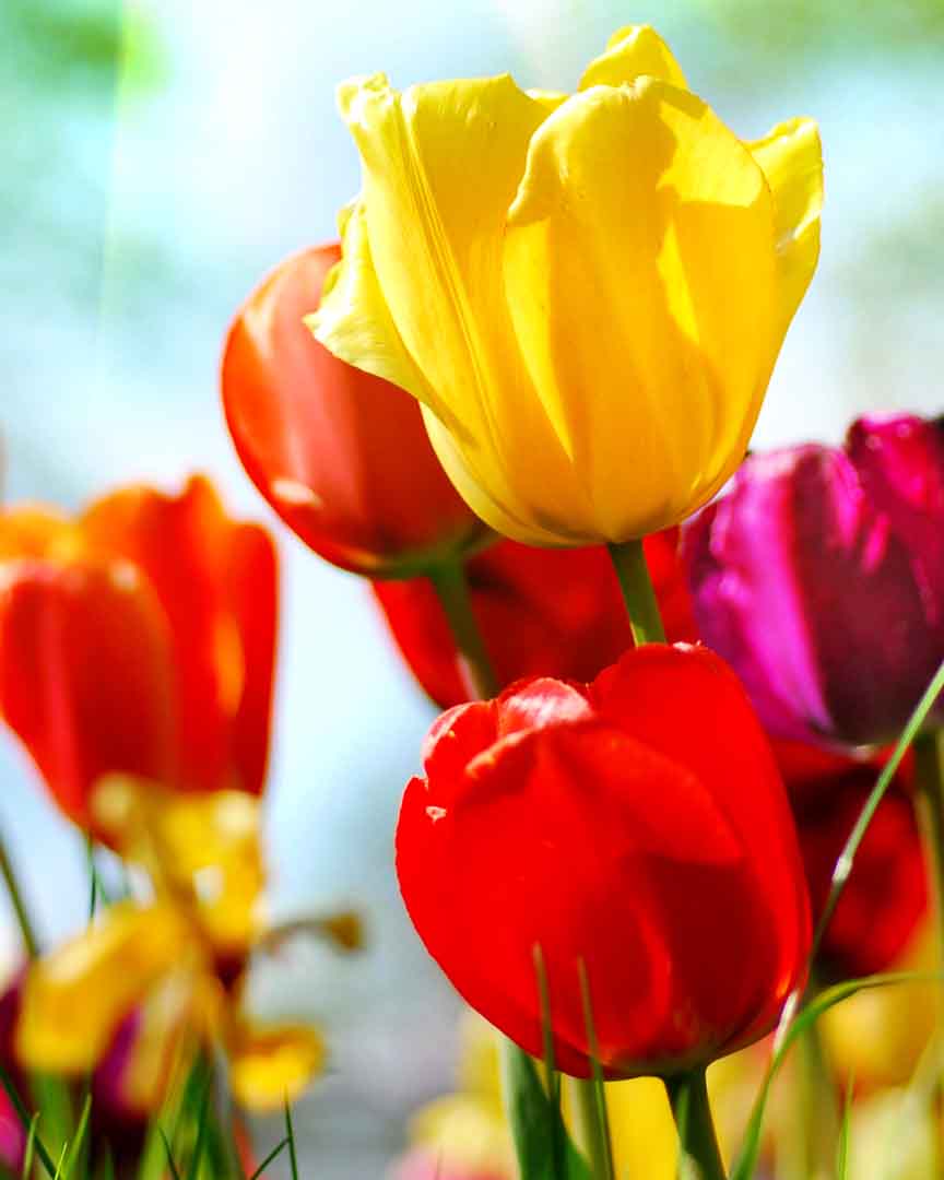 VIPcorel.com_11774c.jpg