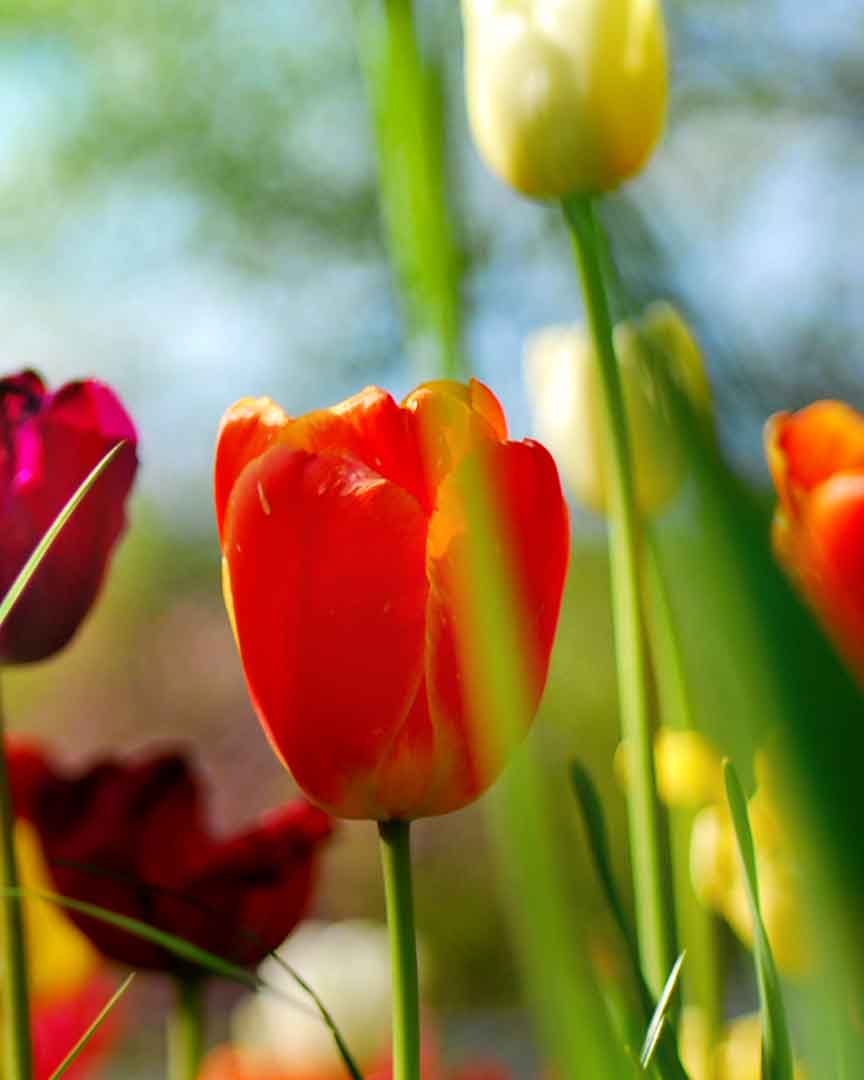 VIPcorel.com_11774d.jpg