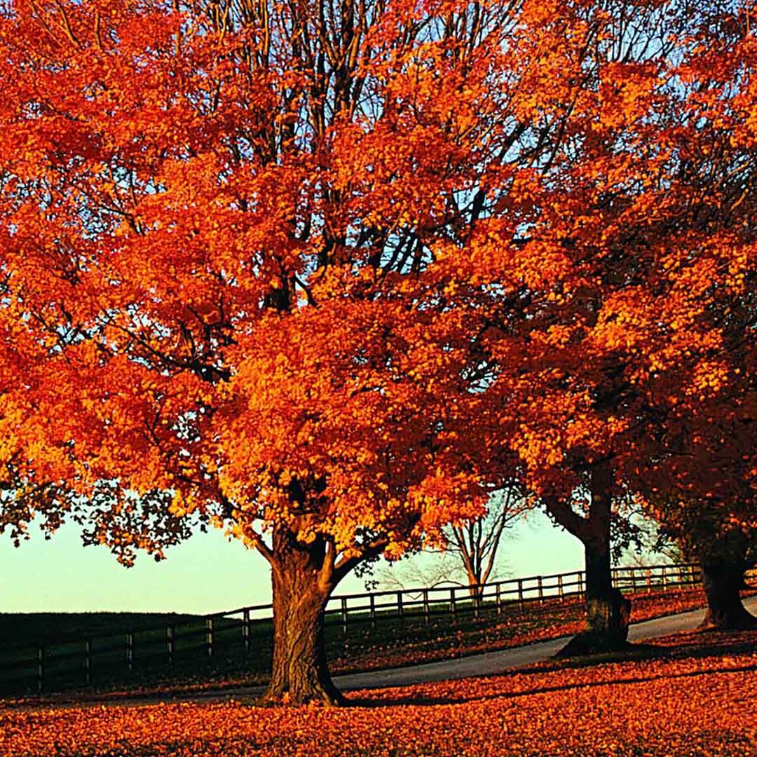 VIPcorel.com_11962 (4).jpg